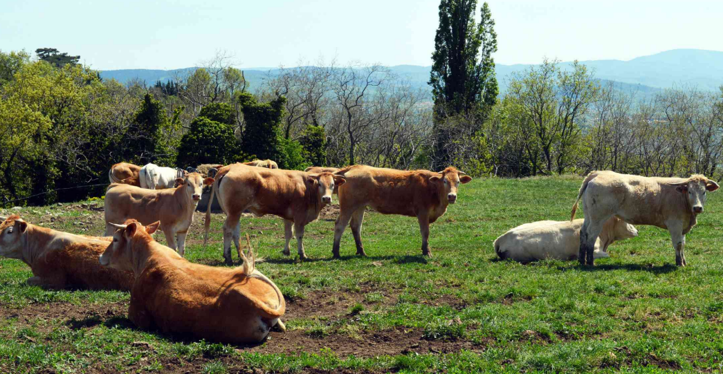 Campagne agricole 2024/2025 : un démarrage compliqué et des incertitudes qui planent à l’horizon