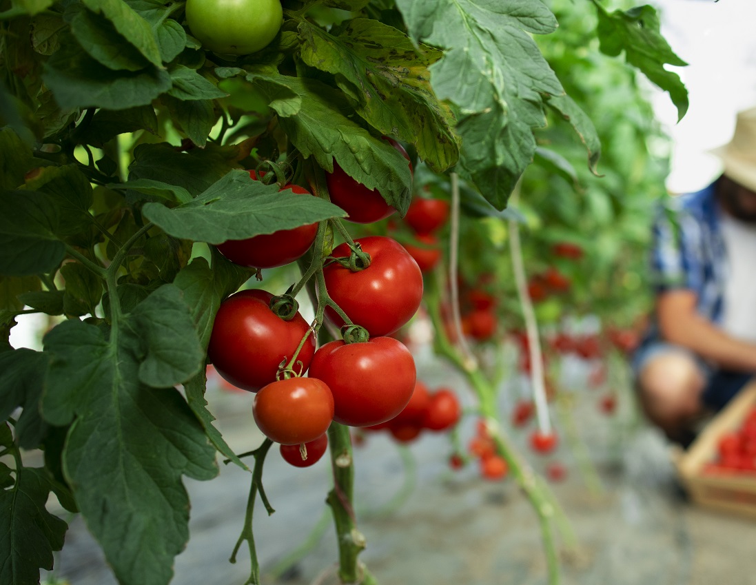 Exportations agricoles : les barrières non tarifaires, un obstacle pour la diversification des débouchés