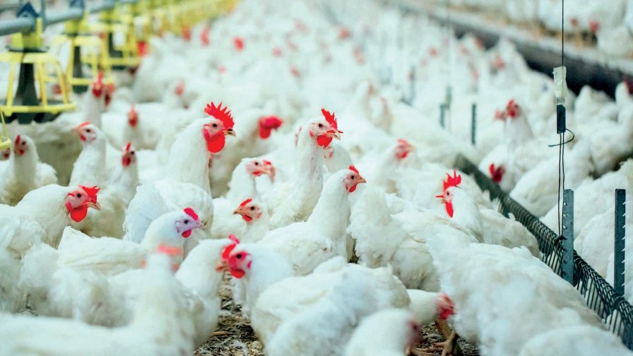 Aviculture : la filière résiste mieux aux aléas et mise sur l’export