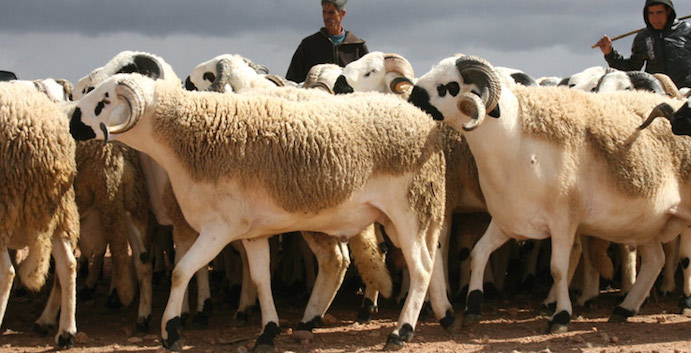 Aïd Al-Adha : l’épineux dilemme